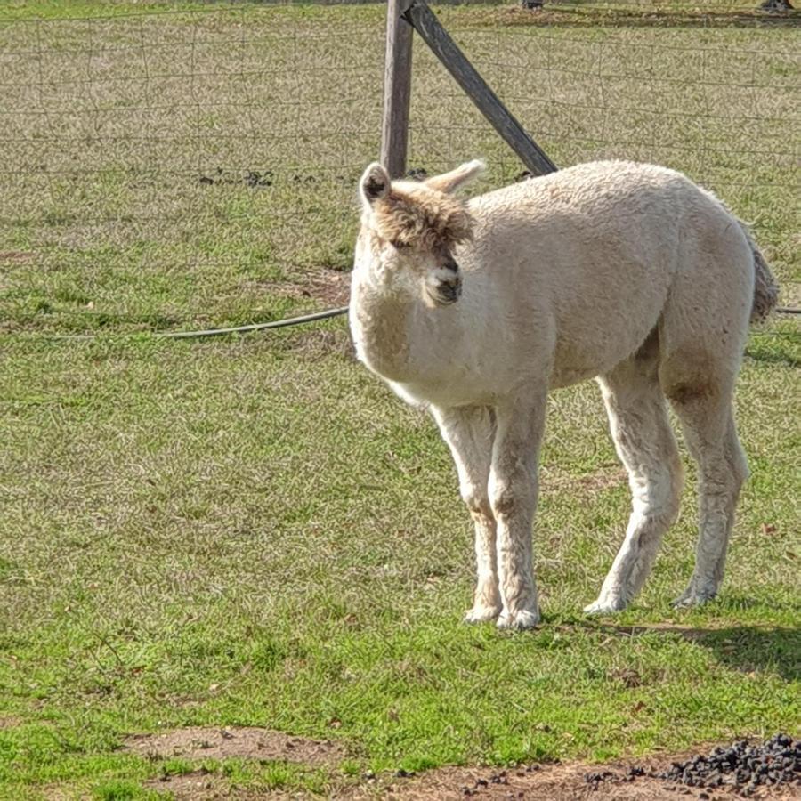The Alpaca B&B Chalais  Exterior foto